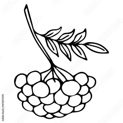 A branch of ripe rowan berries. Black and white vector illustration. Coloring.