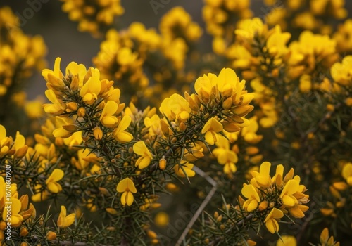 A vibrant display of golden yellow gorse flowers blooming in the spring sunshine, creating a picturesque countryside scene