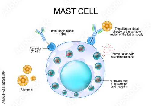 Mast cell anatomy. Role of histamine, allergens, immunoglobulin IgE in allergic reaction