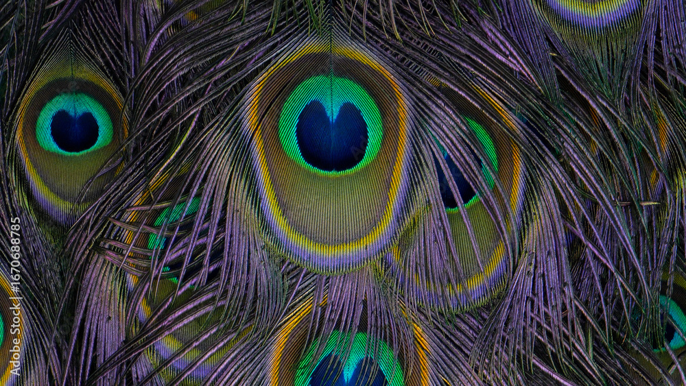 Fototapeta premium Peacock feathers. Peacock feather pattern close up