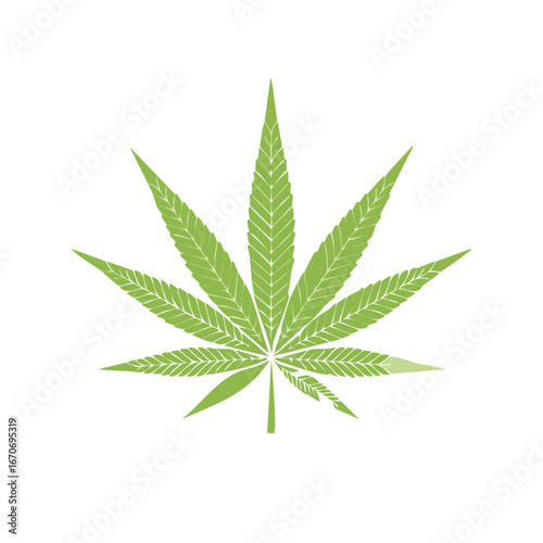 Green cannabis leaf with veins detailed illustration on a white background