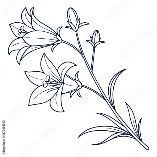 campanula glomerata superba vector