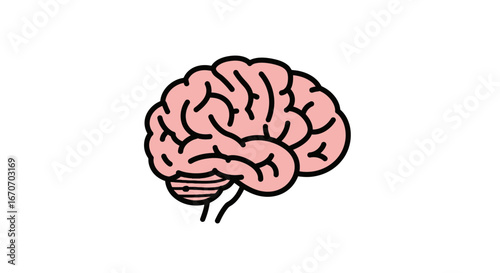 Human brain power intelligence mind memory thinking anatomy science knowledge health cognitive function idea on transparent background