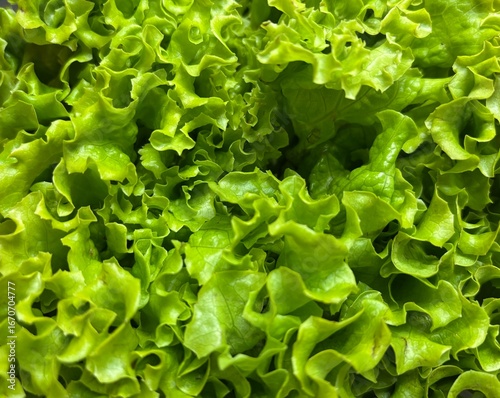 Close-up lettuce background