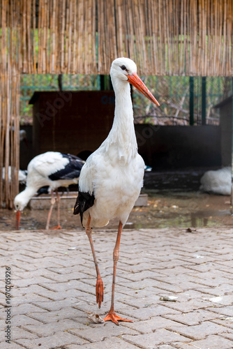 A very beautiful stork lives in the zoo