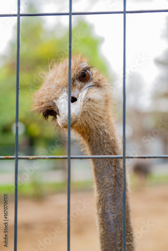 A beautiful ostrich lives in a zoo in Tashkent