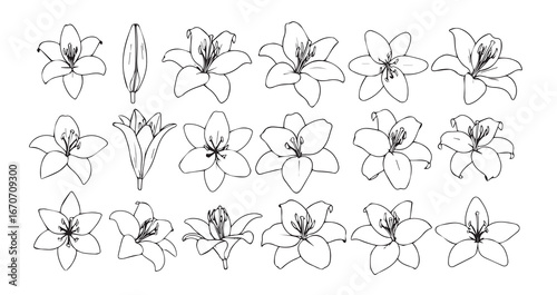 Lily line art icon bundle illustration