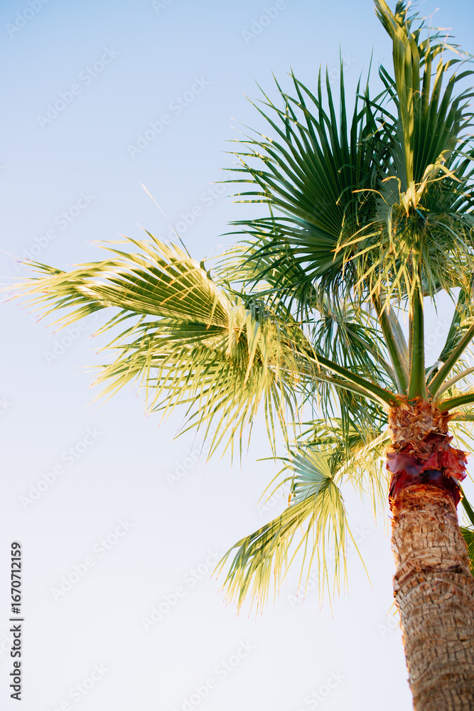 Obraz premium Palm Tree Against Clear Blue Sky