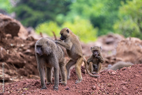 Baby baboon mother and baby