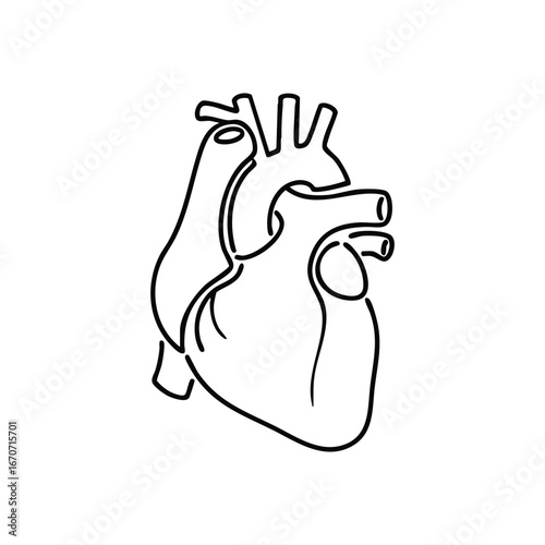 Anatomical human heart line art medical symbol vector