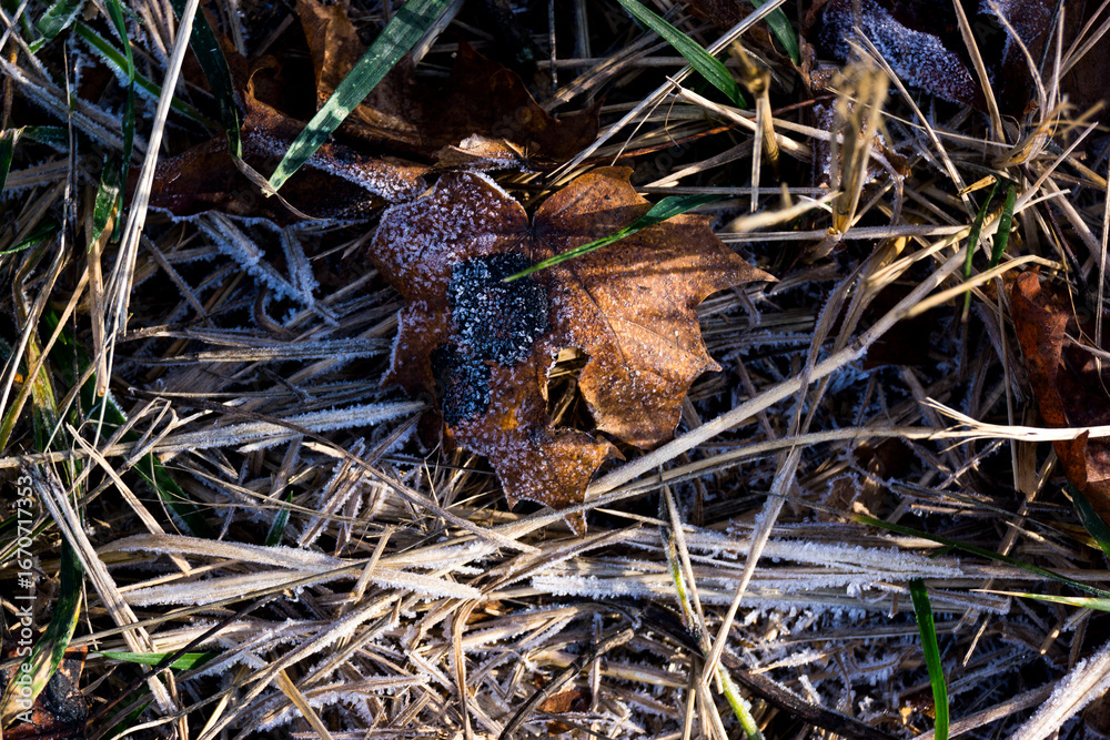 Fototapeta premium frog in the grass