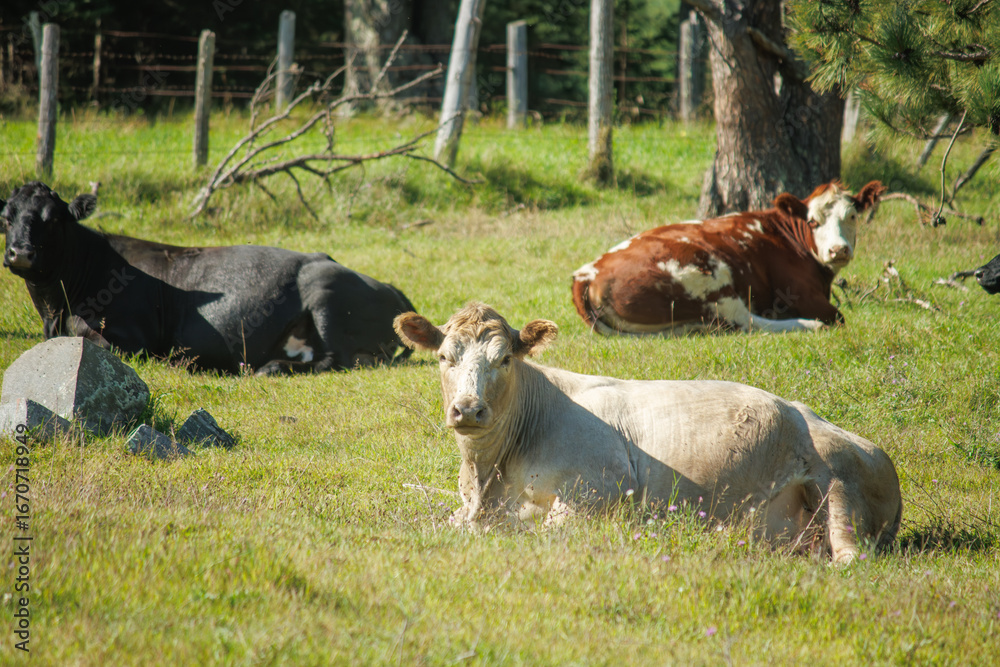 Fototapeta premium cows in the meadow