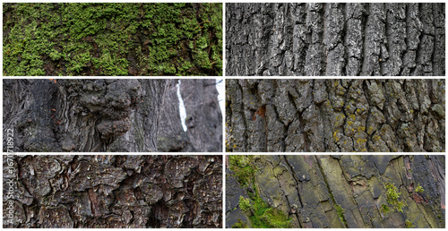 Set of natural wooden textures. Trunks and tree bark close-up. Collection of panoramic backgrounds for design.