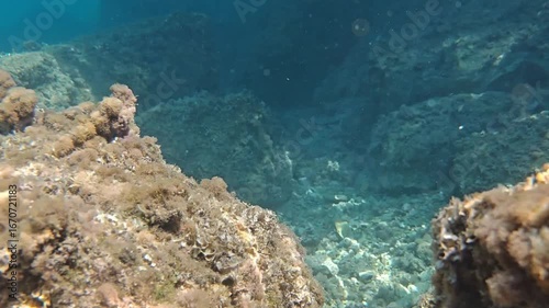 Underwater reef with algae and sunlight reflections in Adriatic Sea
