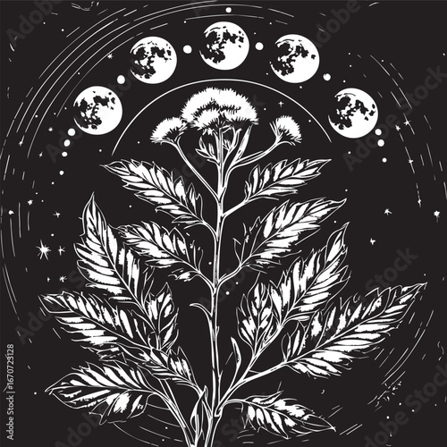Mugwort occult engraving. Dream herb with lunar phases in vintage botanical etching.