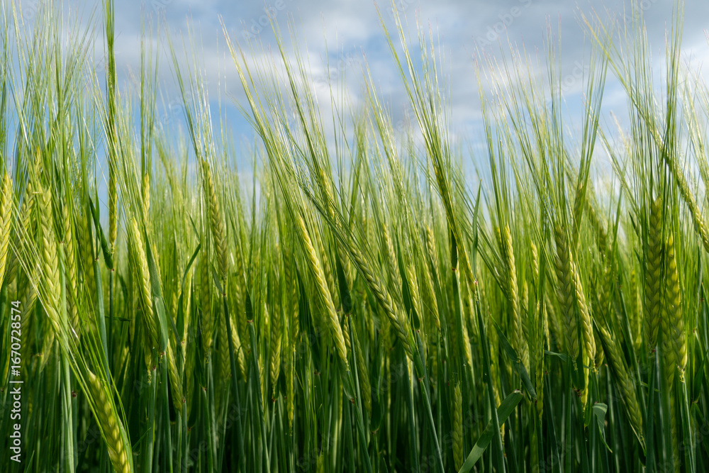 Obraz premium Green wheat field swaying under cloudy sky in the early evening light