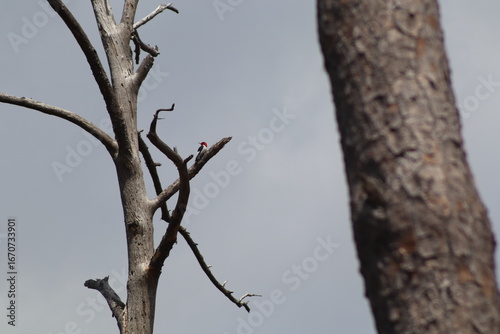 Woodpecker on tree