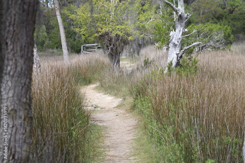 Path through the park in the forest
