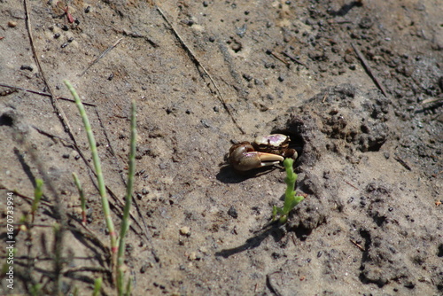 Tiny crab on the ground