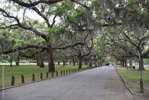 road with Spanish moss 