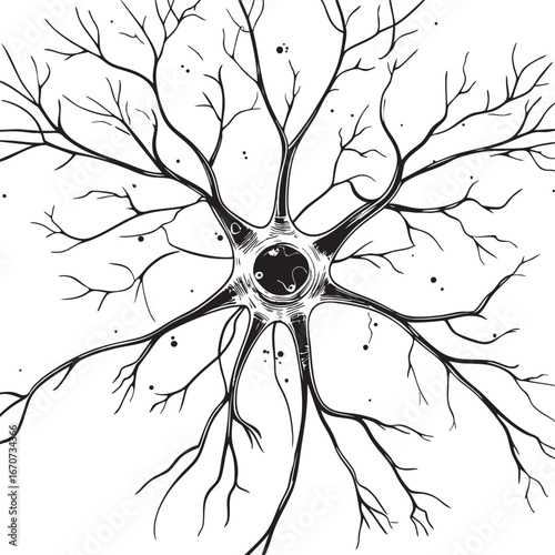 Neuron Cell Structure Scientific Outline Illustration. Detailed Neuroscience Drawing with Axon Dendrites and Synapse Connections.