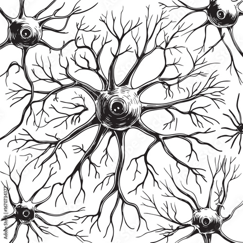 Neuron Cell Structure Scientific Outline Illustration. Detailed Neuroscience Drawing with Axon Dendrites and Synapse Connections.