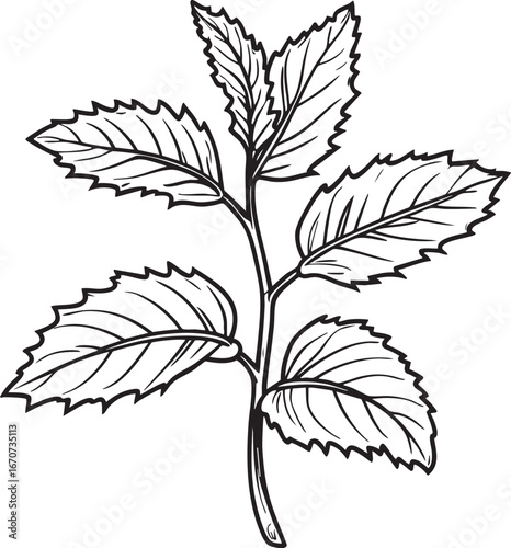 Mint leaves outline. Minimalist black and white vector of fresh aromatic garden herb.