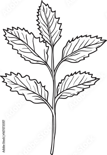Mint leaves outline. Minimalist black and white vector of fresh aromatic garden herb.