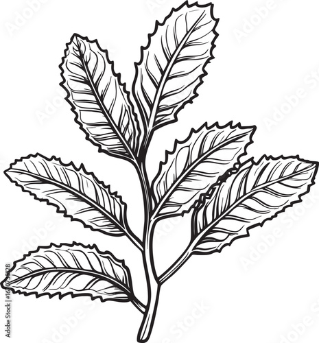 Mint leaves outline. Minimalist black and white vector of fresh aromatic garden herb.