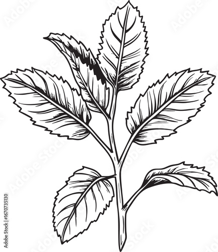 Mint leaves outline. Minimalist black and white vector of fresh aromatic garden herb.