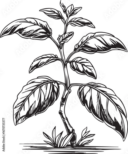 Basil herb plant outline. Minimalist black and white vector of aromatic garden leaves.