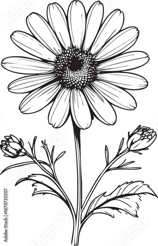 Calendula medicinal herb outline. Minimalist black and white vector botanical of healing flower.