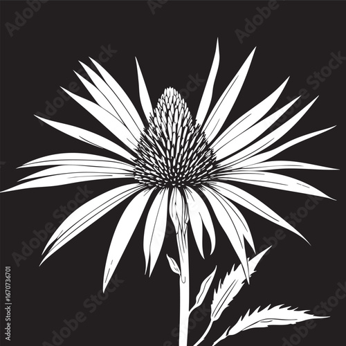 Echinacea medicinal herb outline. Minimalist black and white vector botanical illustration.