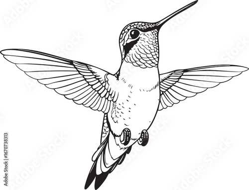 Hummingbird flying outline. Detailed line illustration with open wings and feather detail