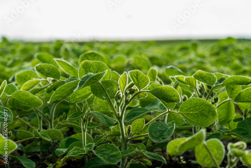 Verdant soybean plants thriving under cloudy skies in a sprawling agricultural field