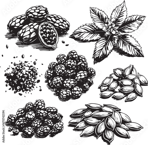 Dried superfoods outline set. Cacao nibs mulberries hemp and bee pollen vector icons.