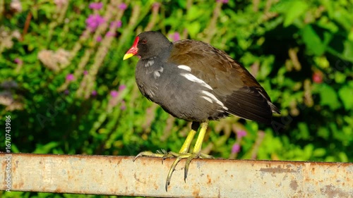 Wallpaper Mural Close-up video of a common moorhen (Gallinula chloropus) perched on a metal rail and yawning for a moment Torontodigital.ca