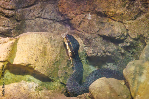 Tableau sur toile The Cottonmouth or water moccasin native to Southeastern United States is a semi-aquatic venomous snake