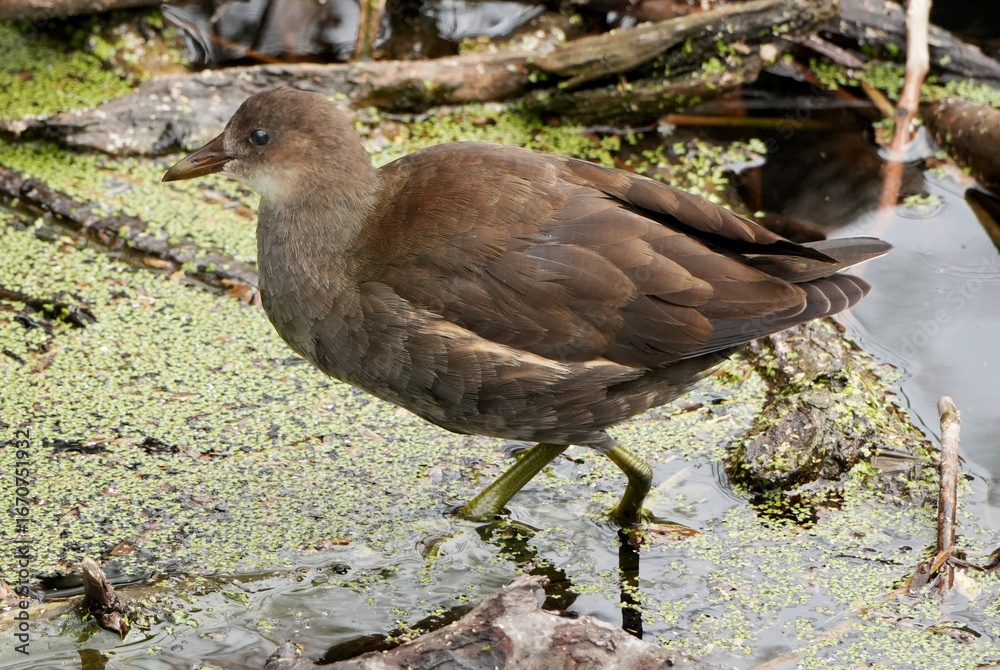 Fototapeta premium a juvenile common moorhen (gallinula chloropus) wading in a shallow pond