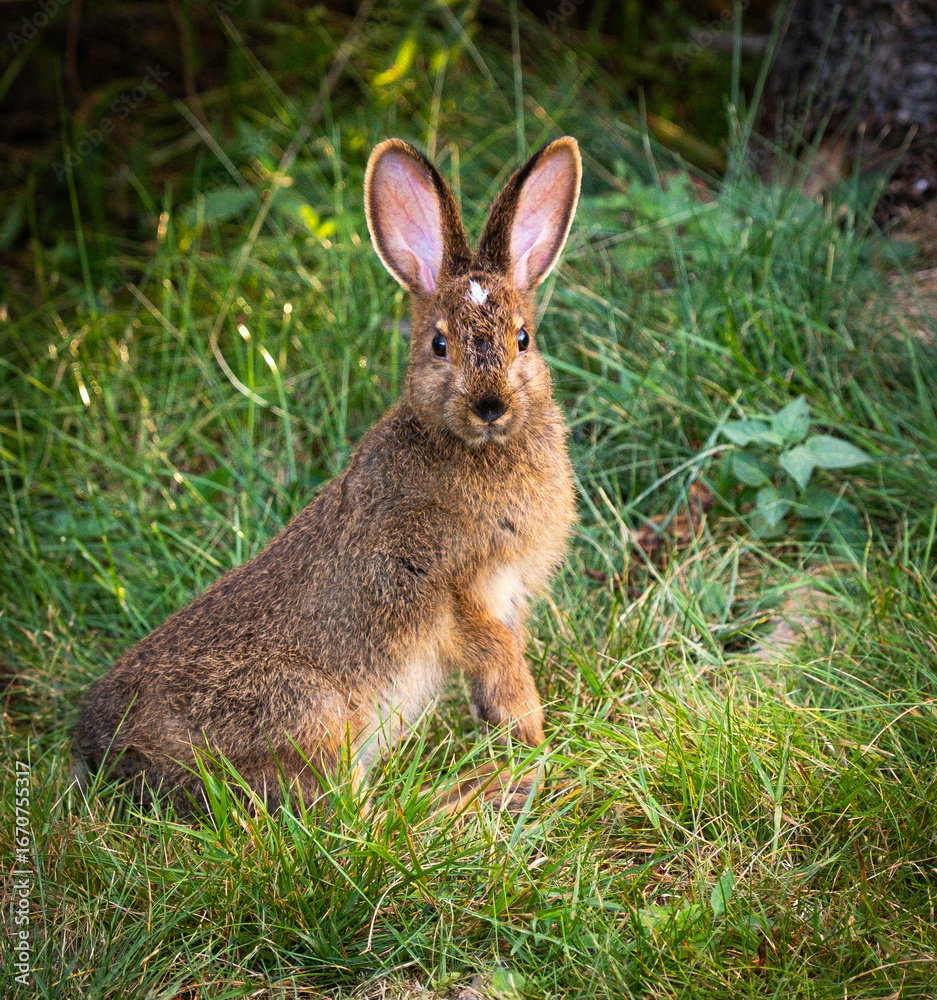 Fototapeta premium Snowshoe Hare
