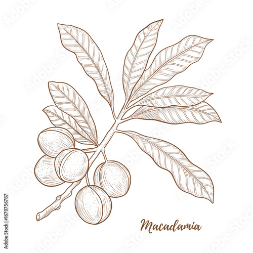 Vector macadamia plant branch line art illustration, graphic line ginger. Macadamia nut. Engraving retro style. Nuts Ingredient. Great for any designs, textile, art, walls, package