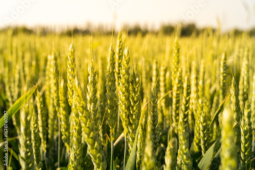 Wheat field ripening under the sun during late spring with clear blue sky and lush green plants in the background