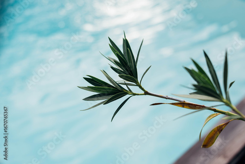 Close-up of tropical leaves, flowers and refreshing summer drink