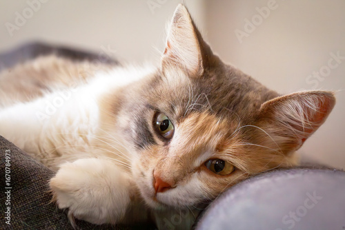 Pet animal, cute calico cat