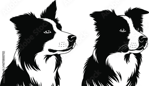 Border Collie dog illustrations, black and white profile art, herding breed design, pet portrait, canine silhouette, detailed fur pattern vector