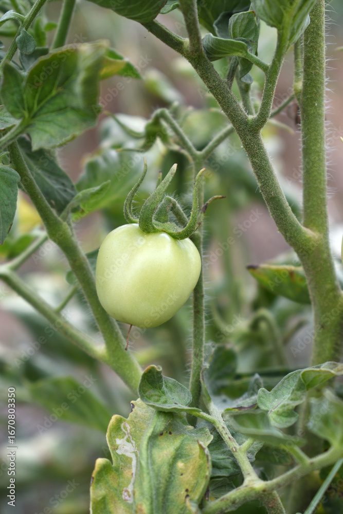 Green unripe Tomato, Green tomatoes plantation. Organic farming, young unripe tomato plant growth in greenhouse, Fresh green unripe tomatoes growing in the garden, Vegetable plantation with tomatoes Green unripe Tomato, Green tomatoes plantation. Organic farming, young unripe tomato plant growth in greenhouse, Fresh green unripe tomatoes growing in the garden, Vegetable plantation with tomatoes