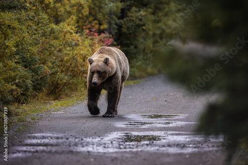 Brown Bear Katmai Brooks Falls Brooks River Fall Autumn walking on road