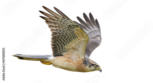 Isolated Flying Bird