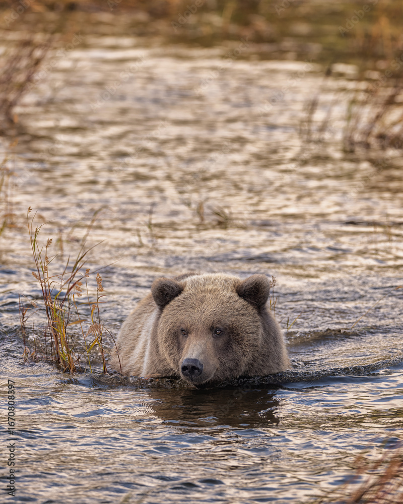 Fototapeta premium Brown Bear Katmai Brooks Falls Brooks River Fall Autumn