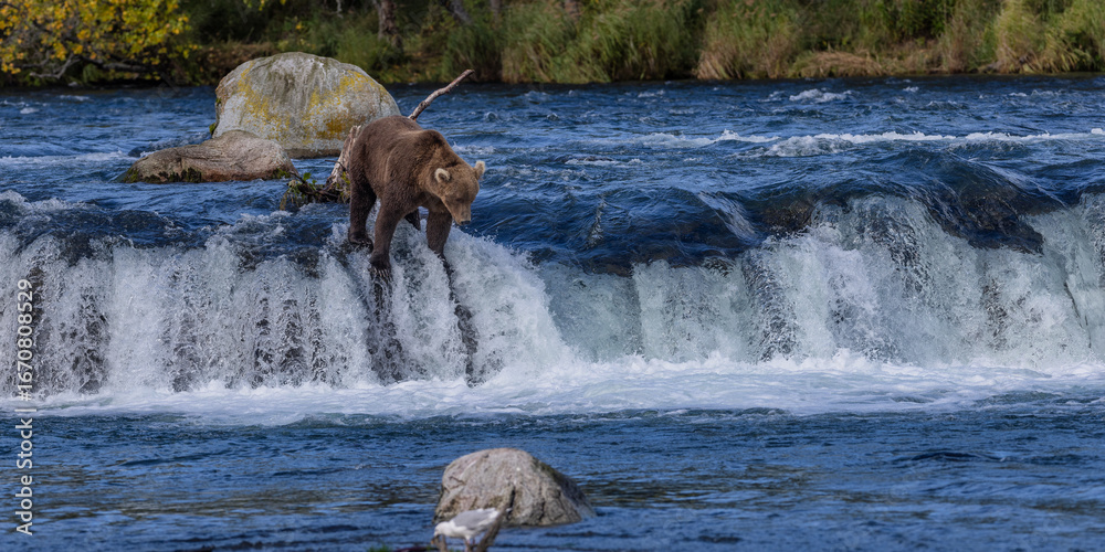 Fototapeta premium Brown Bear Katmai Brooks Falls Brooks River Fall Autumn 